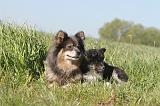 CHIEN FINNOIS DE LAPONIE 008